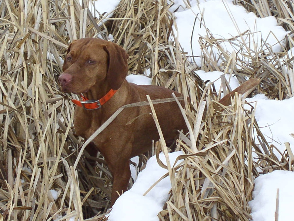 Penny, Vizsla hunting dog