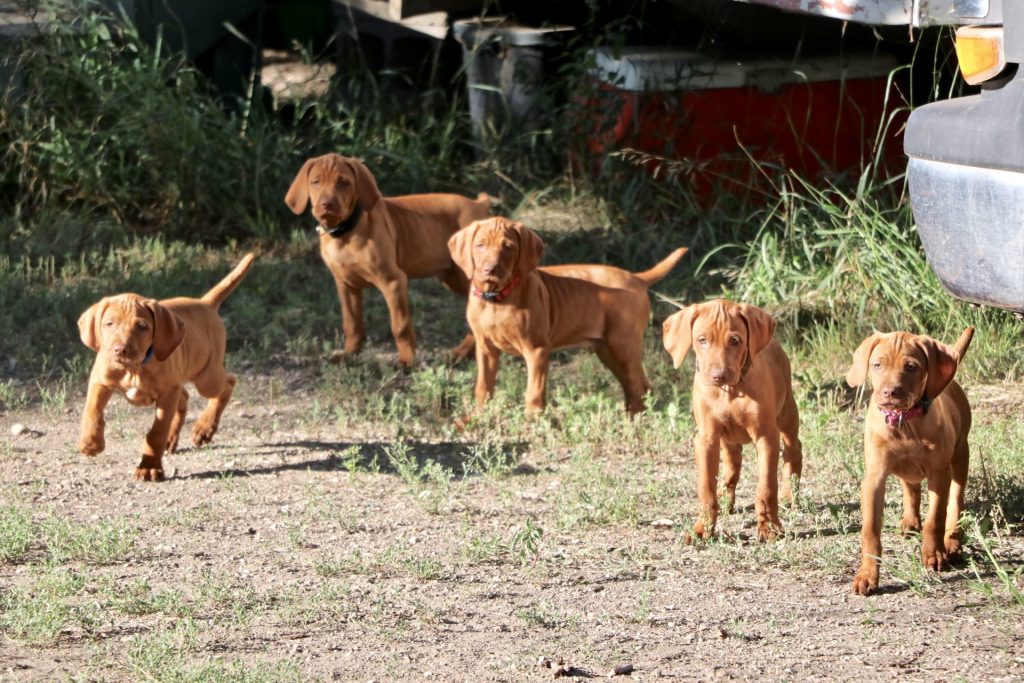 Vizsla Puppies