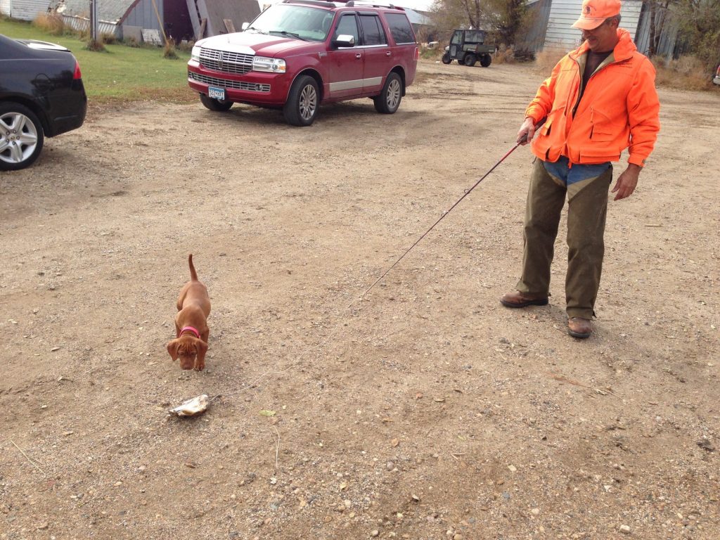 Pepper, Vizsla hunting dog