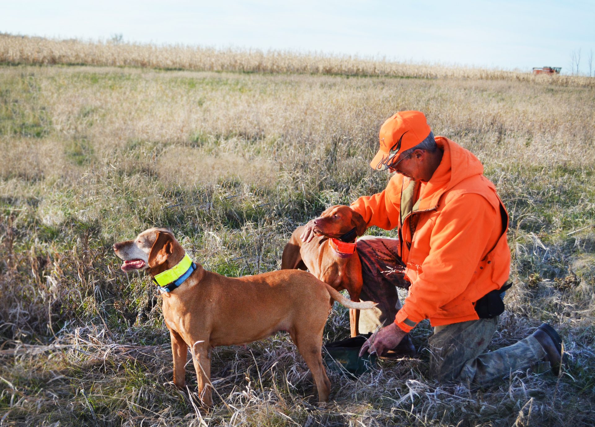 Vizsla Puppies for sale, S.D. Pheasant Hunts High Trail Connection