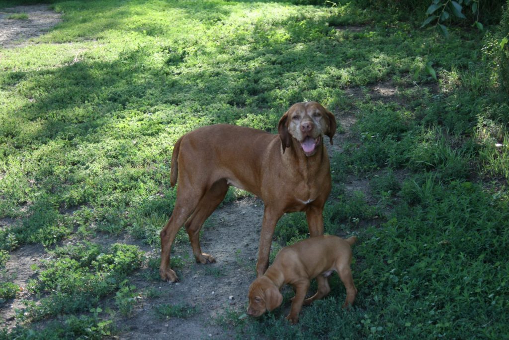 Penny, Vizsla hunting dog